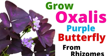 How to Grow Butterfly Plant