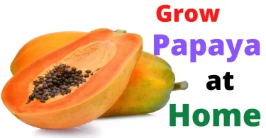 How to Grow Papaya From Seeds
