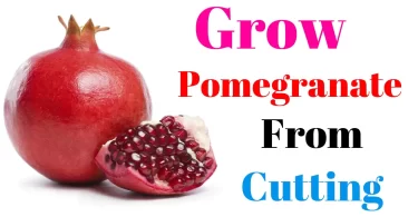How to Grow Pomegranate Plants