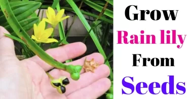 How to Grow Rain Lily