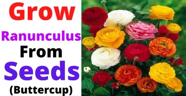 How to Grow Ranunculus
