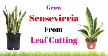 Propagate Snake Plant From Cutting