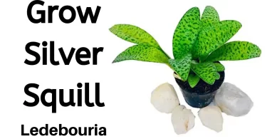 how to propagate silver squill