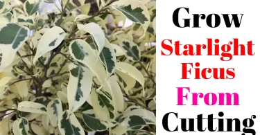 How to Propagate Starlight Ficus