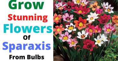 How to Grow Sparaxis