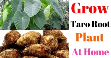 How to Grow Taro Root Plant