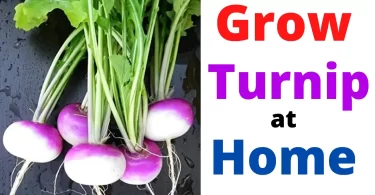 How to Grow Turnips