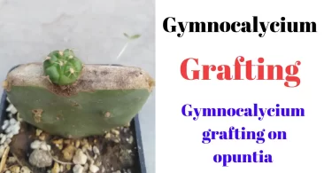 Gymnocalycium Horstii Grafting on Opuntia