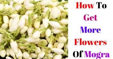 Get More Flowers Of Mogra Jasmine