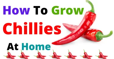 How To Grow Chillies
