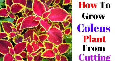 How To Grow Coleus Plant From Cutting