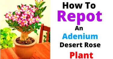How To Repot An Adenium Plant