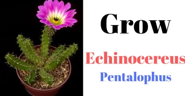 How to Grow Echinocereus Pentalophus
