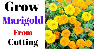 How to Grow Marigold From Cutting