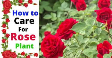 How To Care For Rose Plant