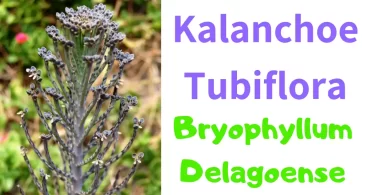 Kalanchoe Tubiflora Potting