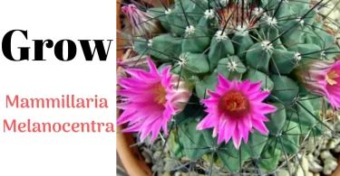 How to Propagate Mammillaria Melanocentra