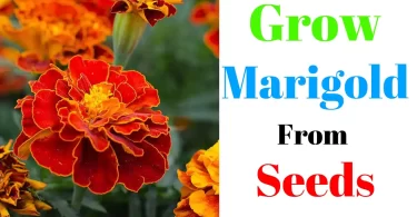 Propagate Marigold From Seeds