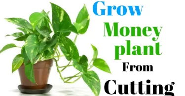 money plant propagation