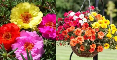 How to Grow Portulaca
