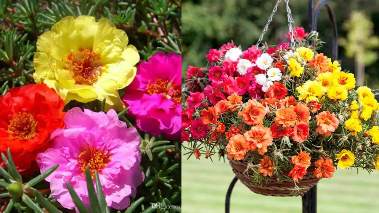 Grow Portulaca For Stunning Vibrant Blooms 2025