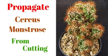 Propagate Cereus Monstrose