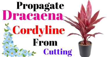 How to Propagate Dracaena Cordyline
