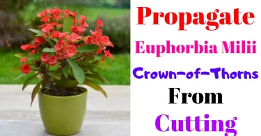euphorbia milii propagation