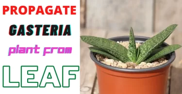 Propagate Gasteria Plant