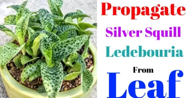 silver squill propagation