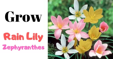 Grow Rain Lily From Pups