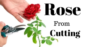 How to Grow Rose Plant