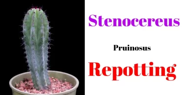 Stenocereus Pruinosus Repotting