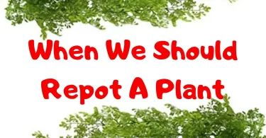 When We Should Repot A Plant