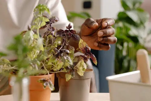 Grow Basil From Cuttings