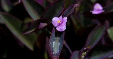 wandering Jew Plant Poisonous to Dogs