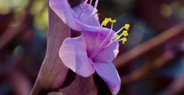 Wandering jew plant benefits