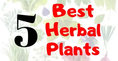 Best Herbal Plants To Grow