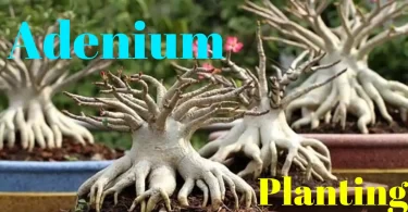 How to Plant an Adenium