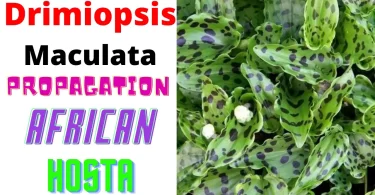How to Propagate African Hosta
