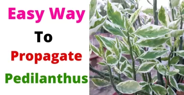 Easy Way to Propagate Pedilanthus