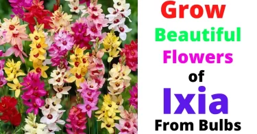 How to Grow Ixia
