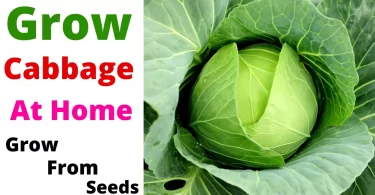 How to Grow Cabbage