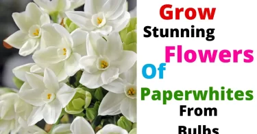 How to Grow Paperwhite Narcissus