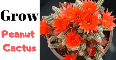 How to Grow Peanut Cactus
