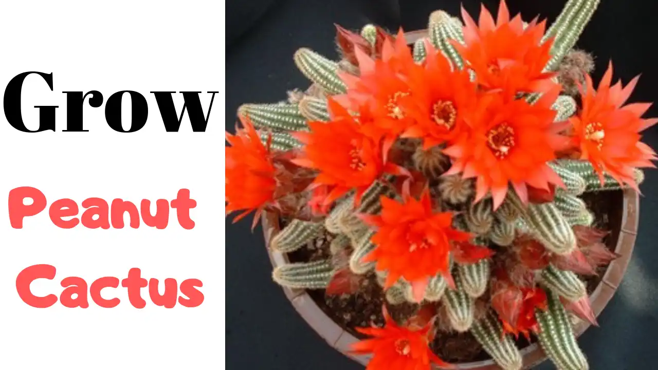 How to Grow Peanut Cactus Echinopsis chamaecereus The Gardening