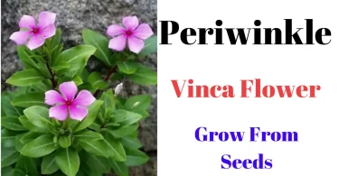 Grow Vinca From Seeds