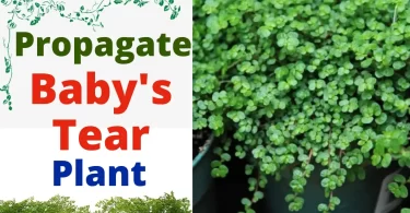 How to Propagate Baby's Tear Plant