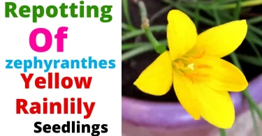 Repotting of Yellow Rainlily Seedlings