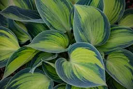 african hosta propagation